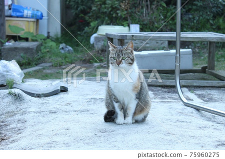 Cat Cat 75960275