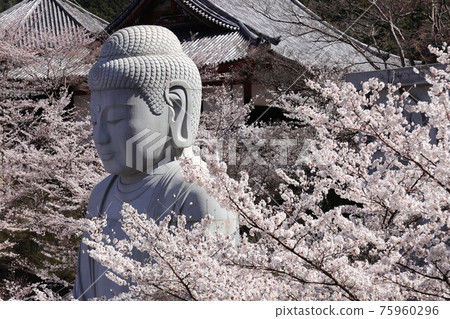 Sakura Daibutsu at Tsubosaka-dera Temple, Nara Prefecture 75960296