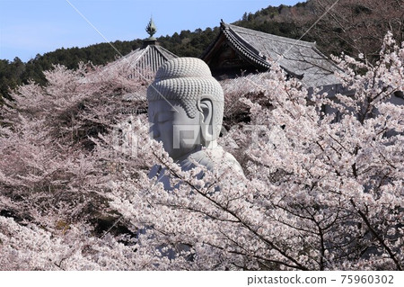 奈良縣坪坂寺的櫻花大佛 奈良縣坪坂寺的櫻花大佛 75960302