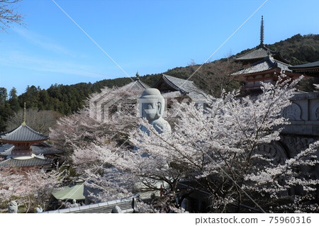 奈良縣坪坂寺的櫻花大佛 奈良縣坪坂寺的櫻花大佛 75960316