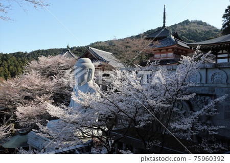 奈良縣坪坂寺的櫻花大佛 奈良縣坪坂寺的櫻花大佛 75960392