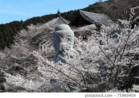 奈良縣坪坂寺的櫻花大佛 奈良縣坪坂寺的櫻花大佛 75960409