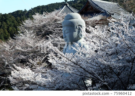 奈良縣坪坂寺的櫻花大佛 奈良縣坪坂寺的櫻花大佛 75960412