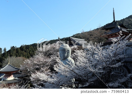 奈良縣坪坂寺的櫻花大佛 奈良縣坪坂寺的櫻花大佛 75960413