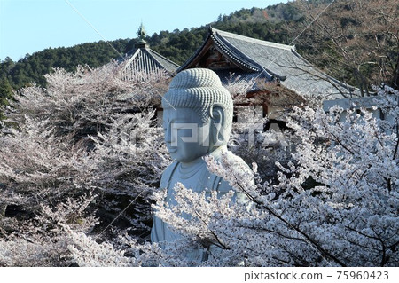 奈良縣坪坂寺的櫻花大佛 75960423