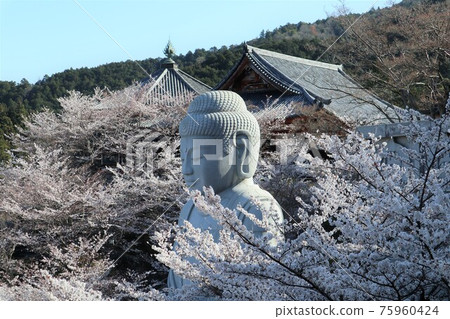 奈良縣坪坂寺的櫻花大佛 奈良縣坪坂寺的櫻花大佛 75960424