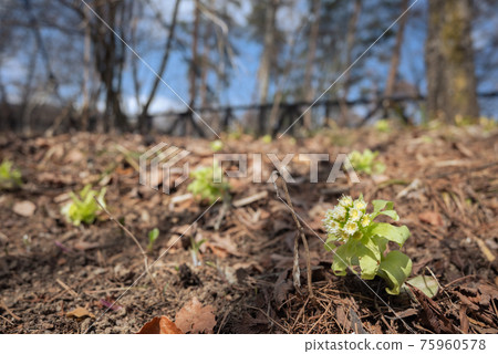 吹之[春天來了] 75960578