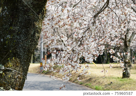 National natural monument Sakuragawa City, Ibaraki Prefecture, Isobe Sakuragawa Park's mountain cherry blossoms National natural monument Sakuragawa City, Ibaraki Prefecture, Isobe Sakuragawa Park's mountain cherry blossoms 75960587