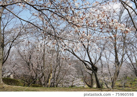 國家天然紀念物茨城縣櫻川市磯部櫻川公園的山櫻花 國家天然紀念物茨城縣櫻川市磯部櫻川公園的山櫻花 75960598