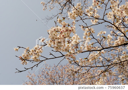 國家天然紀念物茨城縣櫻川市磯部櫻川公園櫻花 國家天然紀念物茨城縣櫻川市磯部櫻川公園櫻花 75960637