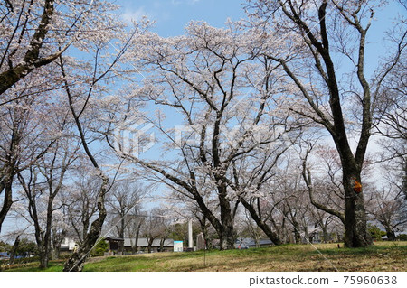 國家天然紀念物茨城縣櫻川市磯部櫻川公園的山櫻花 國家天然紀念物茨城縣櫻川市磯部櫻川公園的山櫻花 75960638