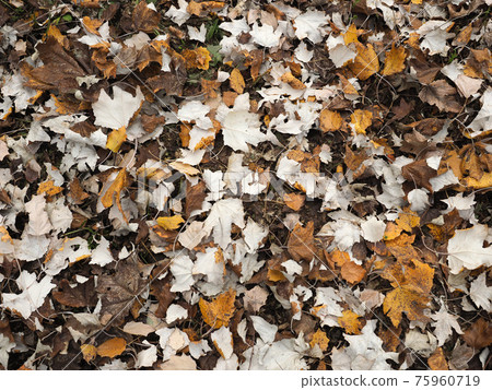brown autumn leaves background brown autumn leaves background 75960719