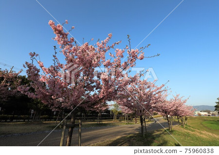 Umami Hill Park Kawazu Sakura 75960838