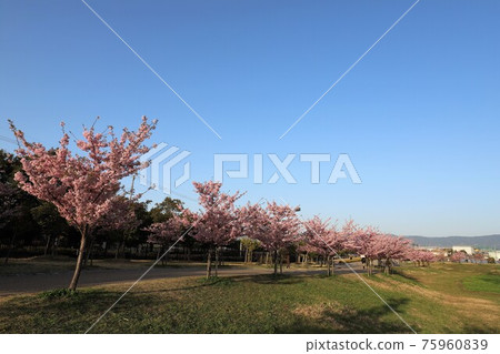 Umami Hill Park Kawazu Sakura 75960839