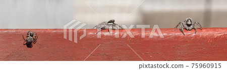 macro view of spider (arachnide), top side and front macro view of spider (arachnide), top side and front 75960915
