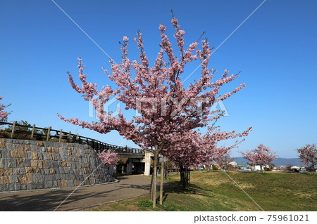 鮮之丘公園河津櫻 75961021