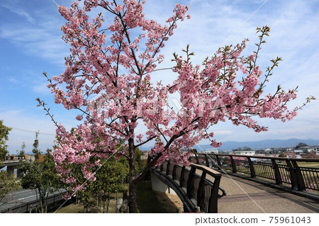 鮮之丘公園河津櫻 75961043