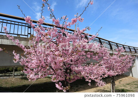 Umami Hill Park Kawazu Sakura Umami Hill Park Kawazu Sakura 75961098