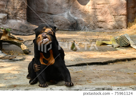 動物園 39 動物園 39 75961124