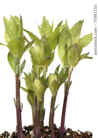 Flower bud of bellflower (spring image) 75961155