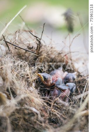 Bird's nest and young birds 75961318