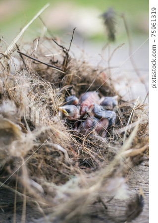 Bird's nest and young birds 75961319