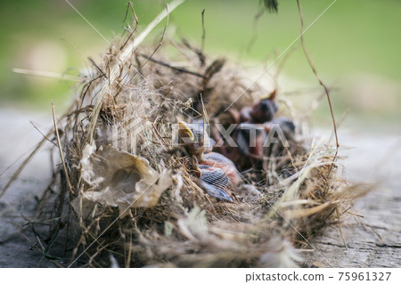Bird's nest and young birds 75961327