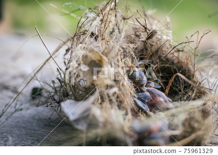 Bird's nest and young birds 75961329