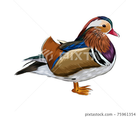 Mandarin duck from a splash of watercolor, colored drawing, realistic Mandarin duck from a splash of watercolor, colored drawing, realistic 75961354