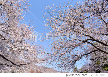 Cherry tree in full bloom  75961403