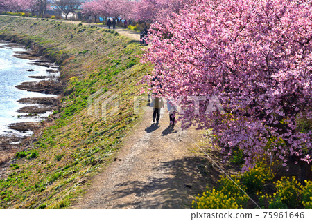 茅崎小idegawa河堤上盛開的川津櫻花 75961646