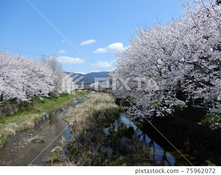 Kubara River and Sakura (Hisayama Town, Kasuya District, Fukuoka Prefecture) 75962072