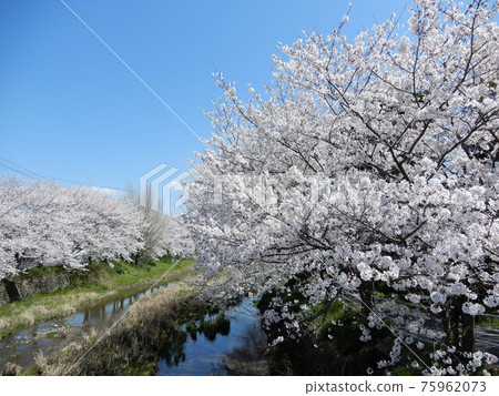 Kubara River and Sakura (Hisayama Town, Kasuya District, Fukuoka Prefecture) 75962073