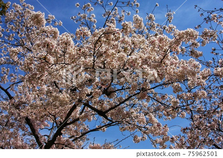 Cherry blossoms in full bloom at Hiroshima Peace Memorial Park Cherry blossoms in full bloom at Hiroshima Peace Memorial Park 75962501