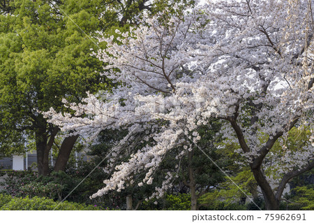 Gotenyama Trust City Garden Shinagawa-ku, Tokyo 75962691