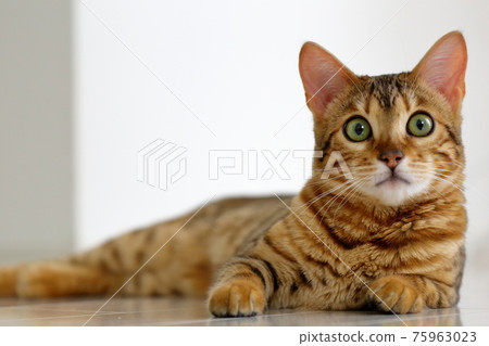 Bengal with an innocent face with a very beautiful leopard print 75963023