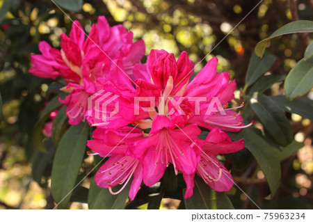 Rhododendron blooming in the precincts of Fukuzoin (6) 75963234