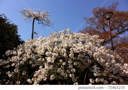 White weeping cherry blossoms blooming in the precincts of Fukuzoin (1) 75963235
