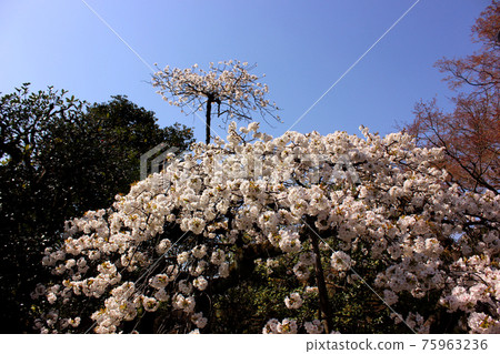 White weeping cherry blossoms blooming in the precincts of Fukuzoin (2) 75963236