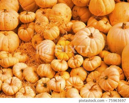 pumpkin vegetarian food pumpkin vegetarian food 75963697