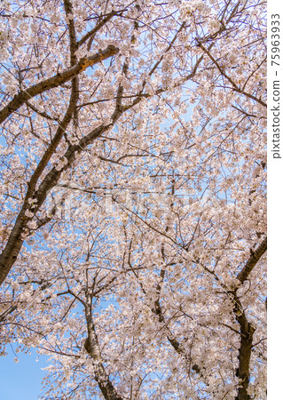 Cherry blossoms in full bloom (March) 75963933