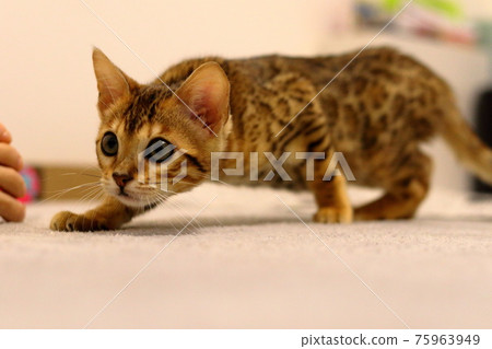 孟加拉，一張天真無邪的臉，印著非常漂亮的豹紋 75963949