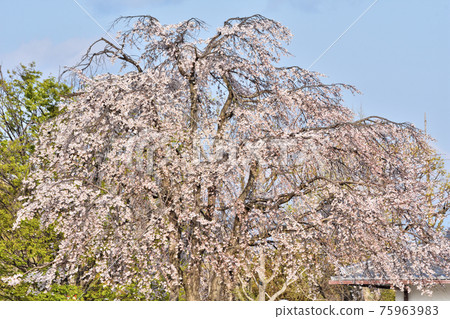 Cherry blossoms at Himeji castle Cherry blossoms at Himeji castle 75963983