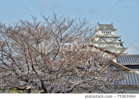 Sakura and the castle tower 75963984