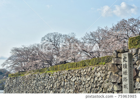 Cherry blossoms at Himeji castle 75963985