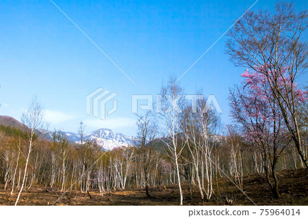 Birch forest and snowy mountains 75964014