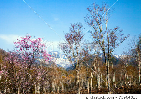 Wild cherry blossoms, birch and Mt. Hotaka Wild cherry blossoms, birch and Mt. Hotaka 75964015