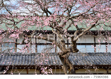 剛盛開的遊遊寺的櫻花 75964366