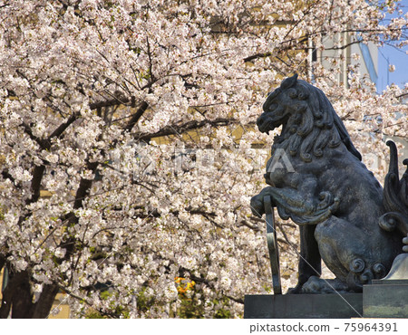 日本橋獅子雕像和盛開的櫻花 日本橋獅子雕像和盛開的櫻花 75964391