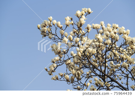 magnolia magnolia 75964439